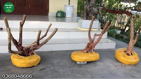 GL.3 cây sim rừng u bướu dáng quái.Hoa bạn và tôi