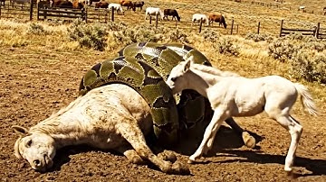 Brave Heroes Saves Autistic Horse from Giant Python Deadly Coils