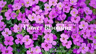 Flower Blooming Time Lapse Background Video Free Stock Video Romance Post Bd