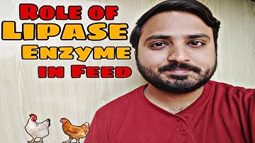 Role of Lipase Enzyme in Poultry Feed || Effects of Lipase Enzyme in Poultry Feed 🐔🐤#docvlogs