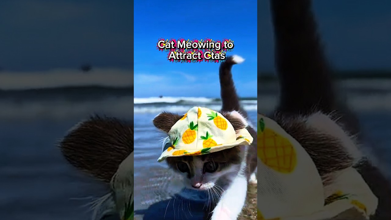 Cat Meowing to attract another cat 