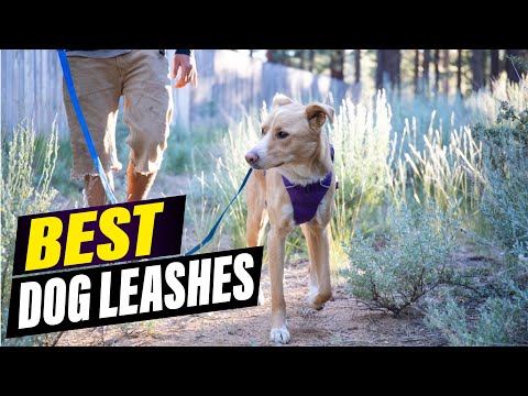STOP Leash Pulling! The ULTIMATE Guide to the Best Dog Leashes for Pullers in 2025