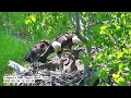 INWR-Beautiful Cayuga eagle family 2026 05 30