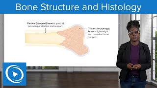 Bone Structure and Histology – Physiology | Lecturio Nursing