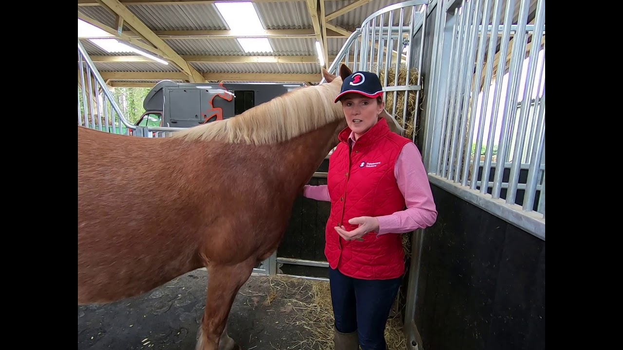 Should I be supplementing my pregnant mare's diet?