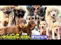 Puppies Sale in Offer Price. Pet Shop in Konnagar. Dog Market in Kolkata Price.