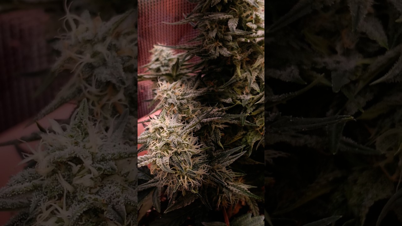 Educational Wedding Cake Autoflower 