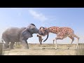 Giraffe Vs Elephant Fight For Water
