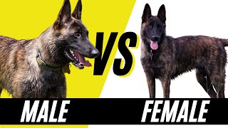 Male Dutch Shepherd VS Female Dutch Shepherd  Compare and Contrast