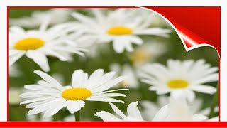 25 Colorful Types Of Daisies That'Ll Brighten Your Garden !