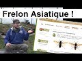 Le Vilain Méchant Frelon Asiatique !