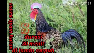 Pikat ayam hutan di jamin ampuh