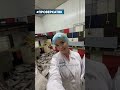 Кот на рыбном производстве в Красноярске: «Проверка» ТВК