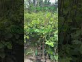 #puspa #redchandan #nature #bamboo1 #gospelmusic #agriculture #reels #youtubeshorts #natural