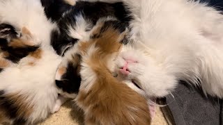 子猫の世話をするお父さん猫が幸せそうです by むぎさんちゃんねる 7,462 views 3 weeks ago 5 minutes, 51 seconds