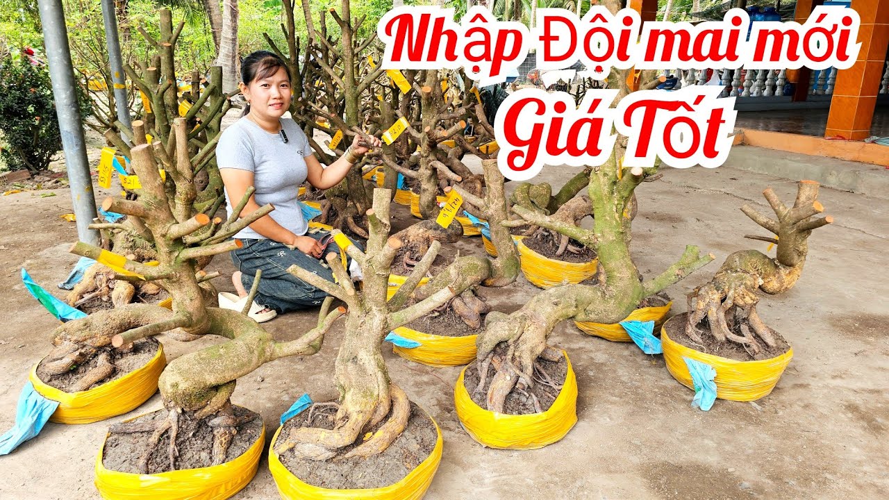 Em Dung 📲O335O49884 khui vườn mai mới hoành to Đế Vip giá tốt 1/4 giảo Thủ Đức (@Maivàng Quê dừa)