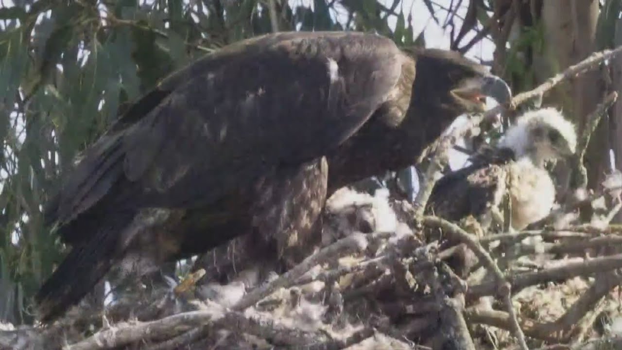 Bald eagle couple takes in baby red-tailed hawk