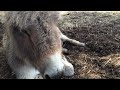 Donkey chilling for some head scratches