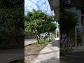 🤣🤣 Huanta: Peculiar canción p/ recojo de Basura "inservibles " mañana toca "orgánicos "😃🎼🎵