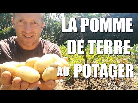 Vidéo: Pomme de terre écarlate: description de la variété, avis des jardiniers