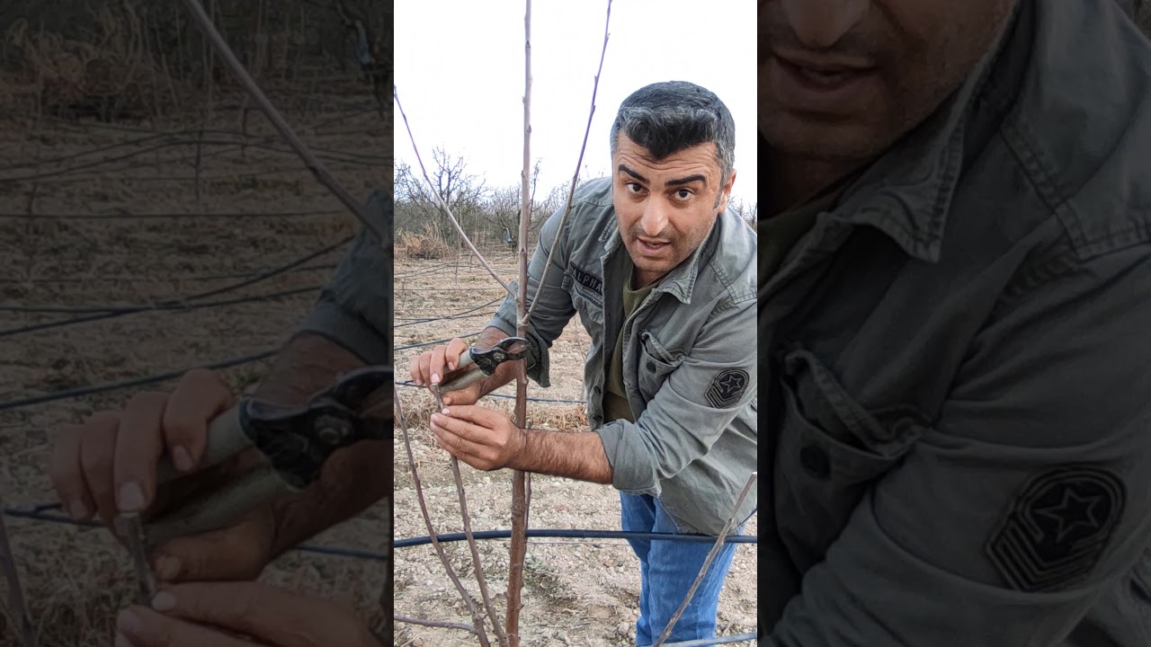 maxma 14 anaçlı yarı bodur kiraz da ilktaç Alman modifiye lider detaylı geniş anlatım