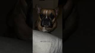 Мой день 3 из 10 #смешныеживотные, #животныеприколы, #смешныеживотные, #забавныеживотные