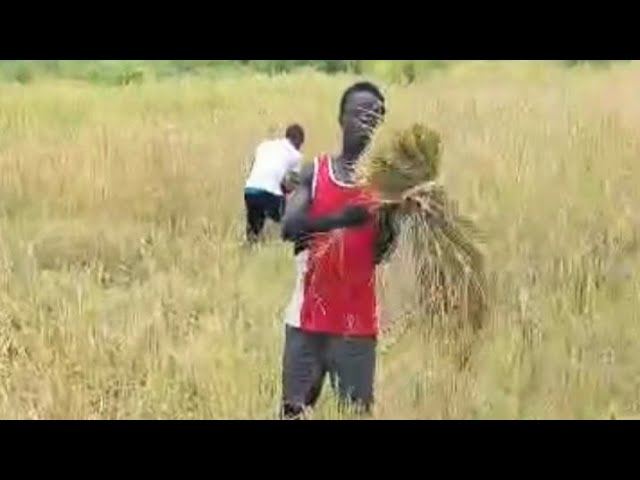 LET THE HARVEST BEGIN!