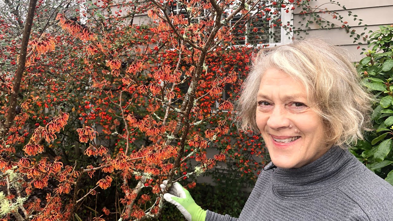 The Winter Bloomer: Witch Hazel