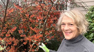 Famous The Winter Bloomer: Witch Hazel Profile