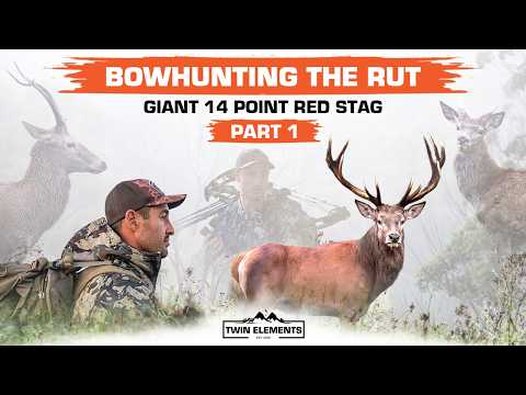 Bowhunting Roaring Red Stags In NSW, Australia! We Find A Giant 14 POINT Stag - TWIN ELEMENTS