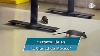 "Plaga de ratas rabiosas": captan roedores en restaurante de Forum Buenavista