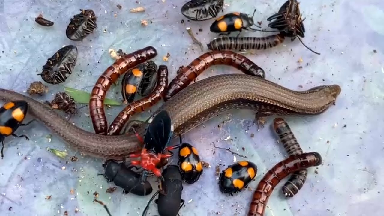 Hunt Black Lizards Various Types Of Beetles Woodworms Red hunt-black-lizards-various-types-of-beetles-woodworms-red