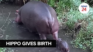 Download lagu WATCH | World-famous hippo Jessica gives birth to healthy calf in Hoedspruit