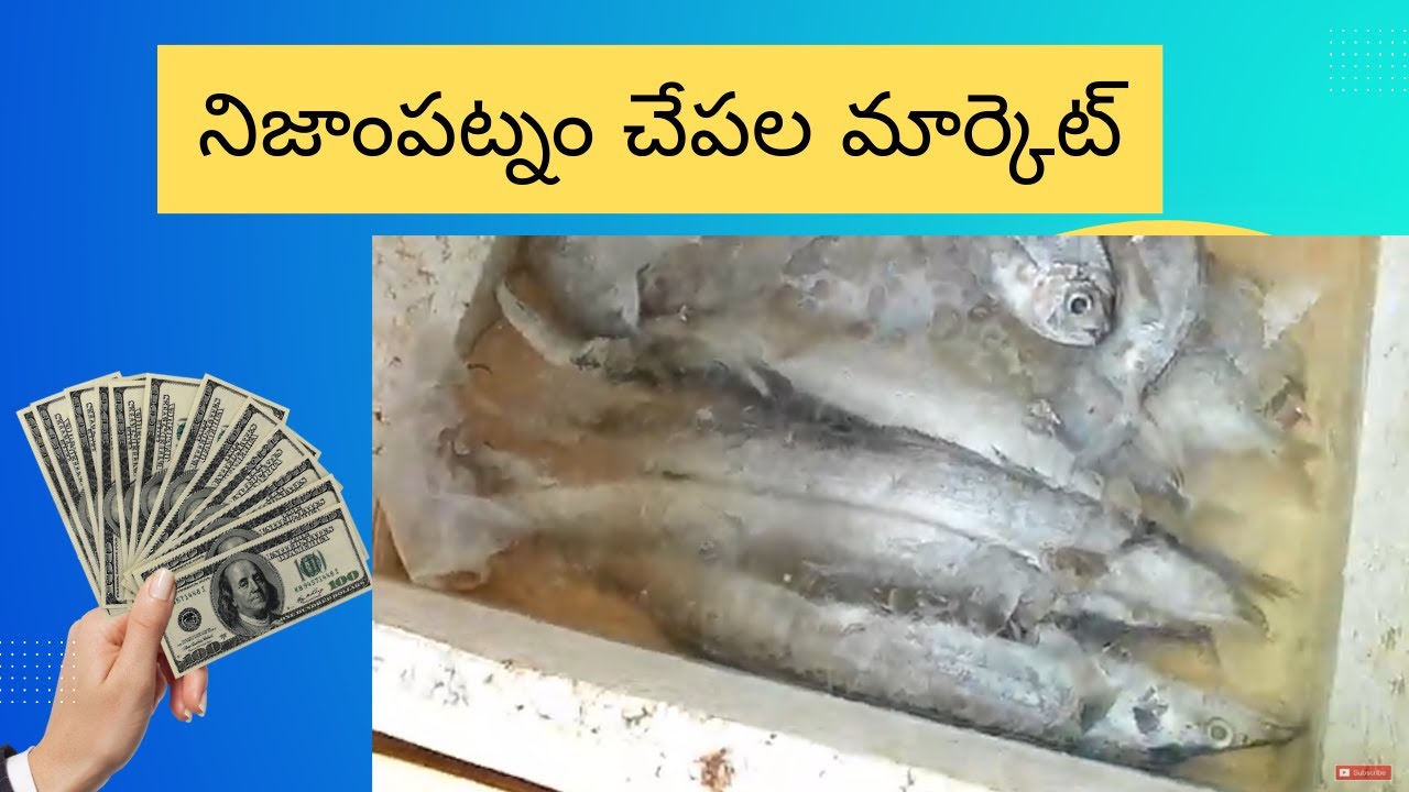 నిజాంపట్నం చేపల మార్కెట్ Nizampatnam fish market