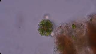 Cosmarium  Algae