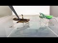 Praying mantis eating a whole locust  timelapse 