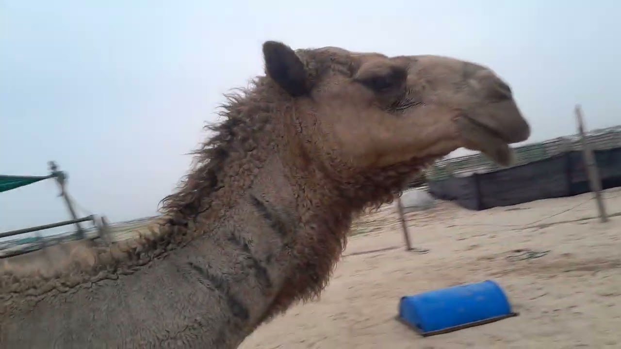 Kuwait huta 🐪 milk 🥛 😋 😍 No worries 😊! I didn't receive any video. You wanna send 