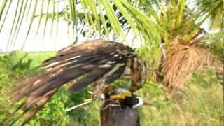 Crested Goshawk ; easy hawking day