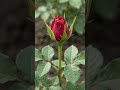 Journey of rose #top #topyoutubechannel #trending #ai #viralvideo #timelapse #rose #rosegarden
