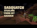 Sasquatch stealing from my garden