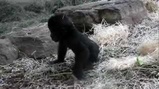 Baby boy Shambe...Where is my mom