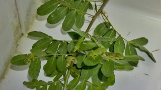 I Made $800 Catching Wild Chameleons! Making Baby Chameleon Farm!