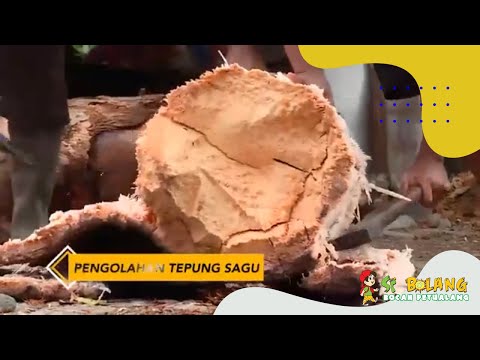 Tepung Sagu Di Amerika