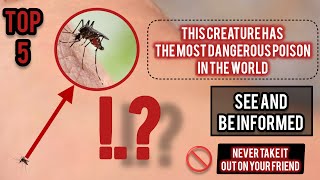 The most dangerous insects in the world that should not be approached under any circumstances