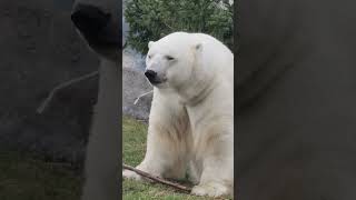 Majestic Polarbear シViral