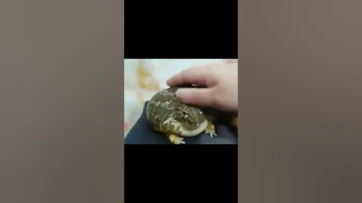 #Shorts #Funny #Memes #Dank