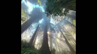 Frank Ocean  American Wedding extendedhotel California