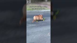 Собака катается на роликах |Dog rollerblading