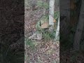 Our early season bobcat (few weeks ago).