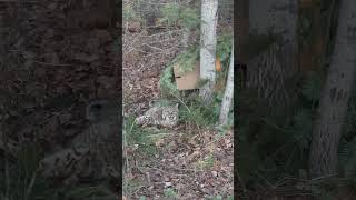 Our early season bobcat (few weeks ago).